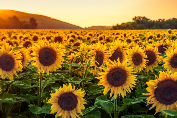 sunflower fields near fargo